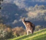 Australia Kangaroo