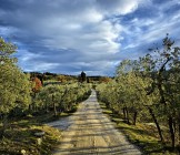 Chianti Hills Italy