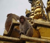 Nepal monkey