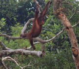 Orang-Utan-Borneo-Malaysia