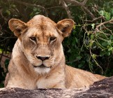 lioness-africa