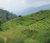 tea-sri-lanka