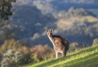 Australia New Zealand