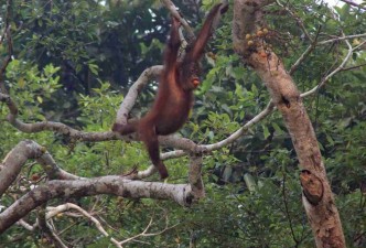 Borneo Wildlife Adventure