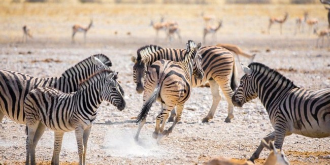 Etosha National Park