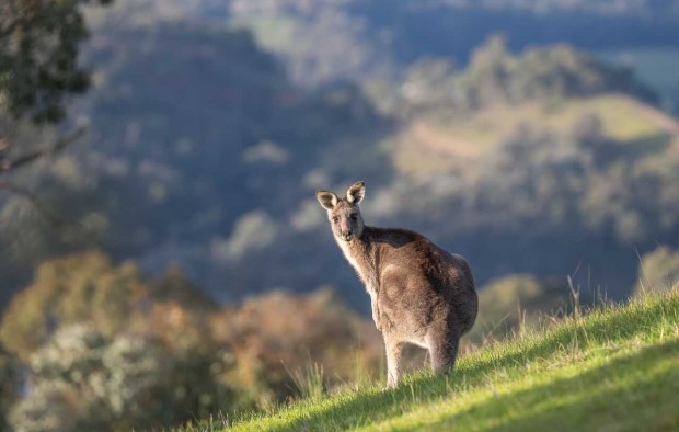 Australia Kangaroo