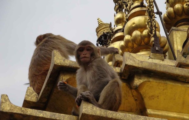 Nepal monkey