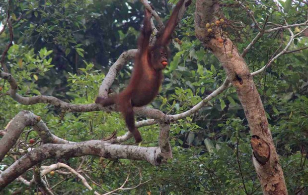 Orang-Utan-Borneo-Malaysia