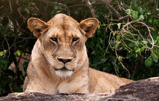 lioness-africa