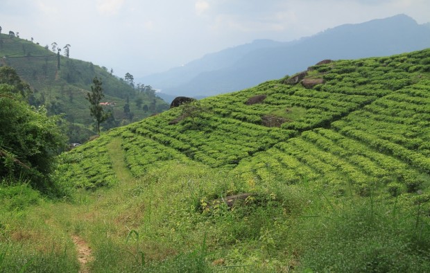 tea-sri-lanka