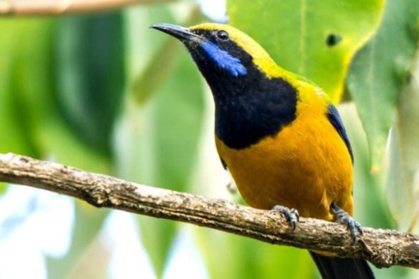 Bird Watching Tour in Nepal